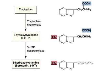 szerotonin